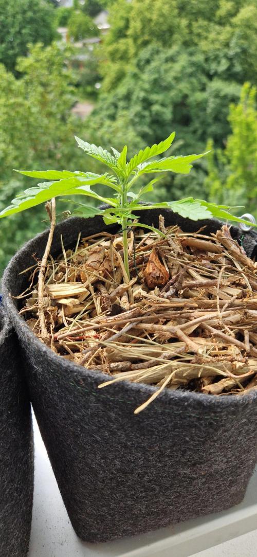 Strawberry Kush Outdoor 26. Week 4 - D23 Pheno 2