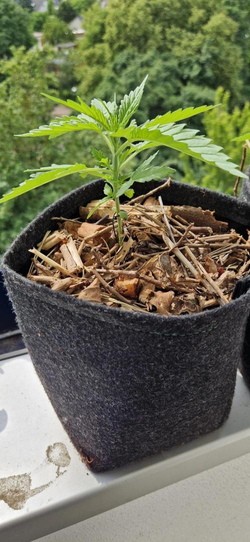 Strawberry Kush Outdoor 26. Week 4 - D23 Pheno 1