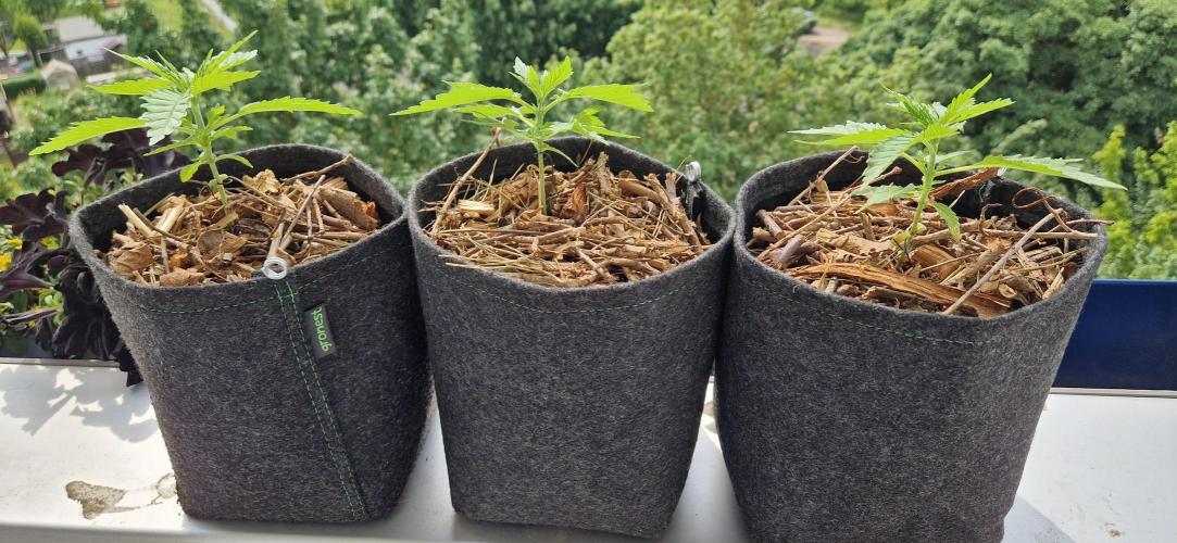 Coco Professional Plus. Week 4