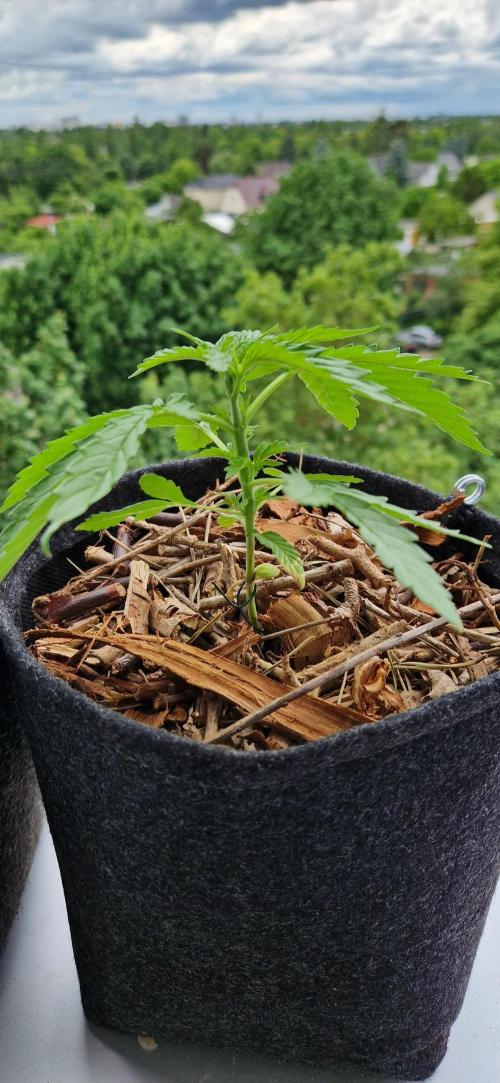 Strawberry Kush Outdoor 26. Week 4 - D25 Pheno 3