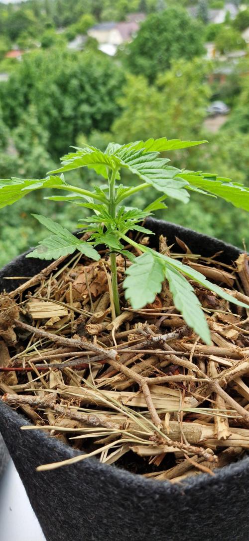 Strawberry Kush Outdoor 26. Week 4 - D25 Pheno 2