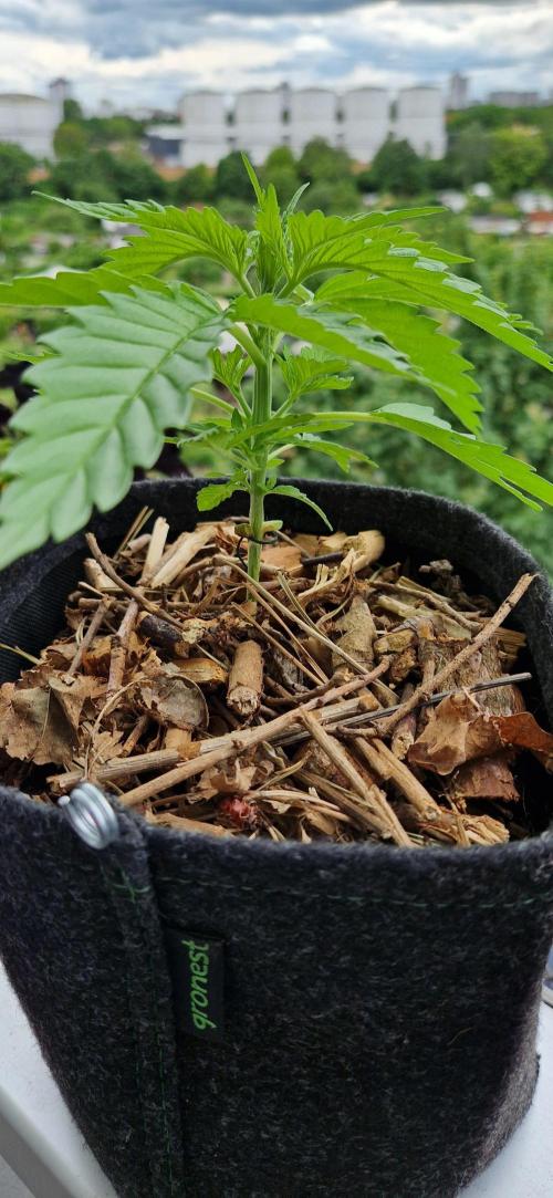 Strawberry Kush Outdoor 26. Week 4 - D25 Pheno 1