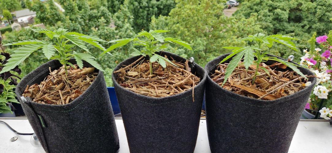Coco Professional Plus. Week 4