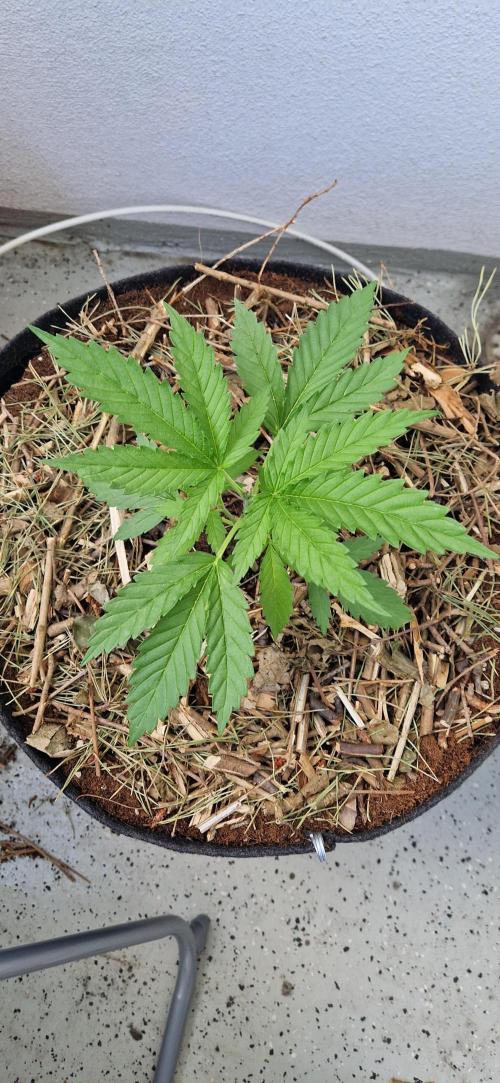 Strawberry Kush Outdoor 26. Week 5 - D29 Pheno 1