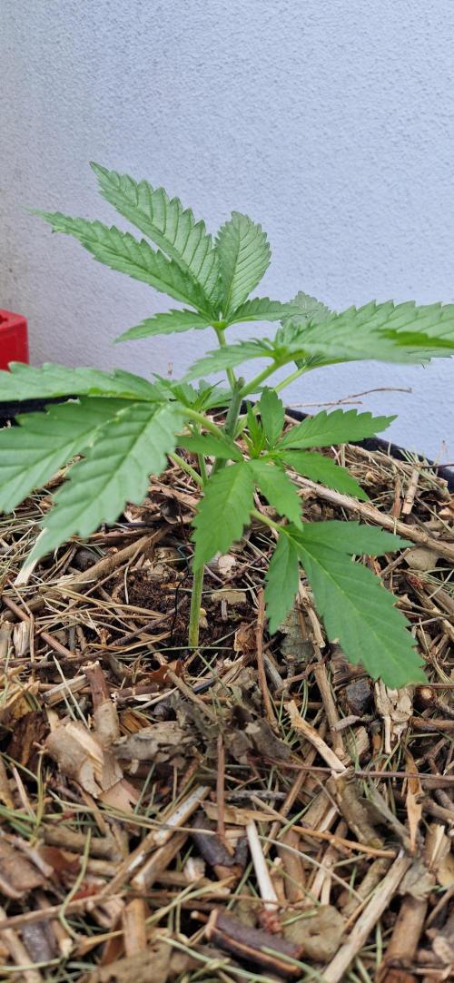 Strawberry Kush Outdoor 26. Week 5 - D29 Pheno 1