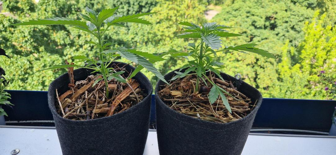 Strawberry Kush Outdoor 26. Week 5 - D29 Pheno 2+3