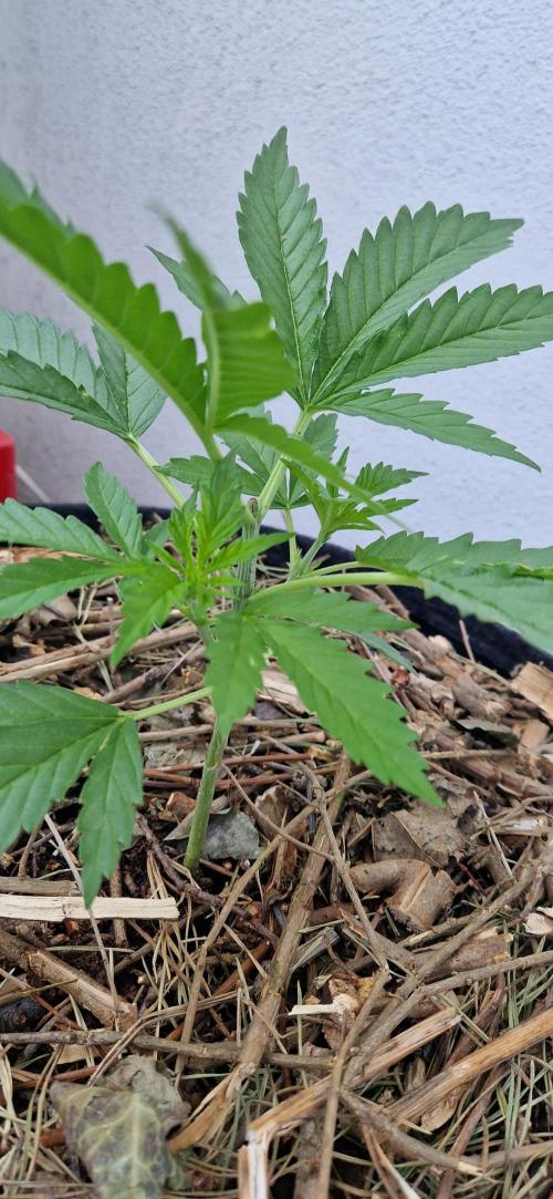 Strawberry Kush Outdoor 26. Week 5 - D31 Pheno 1