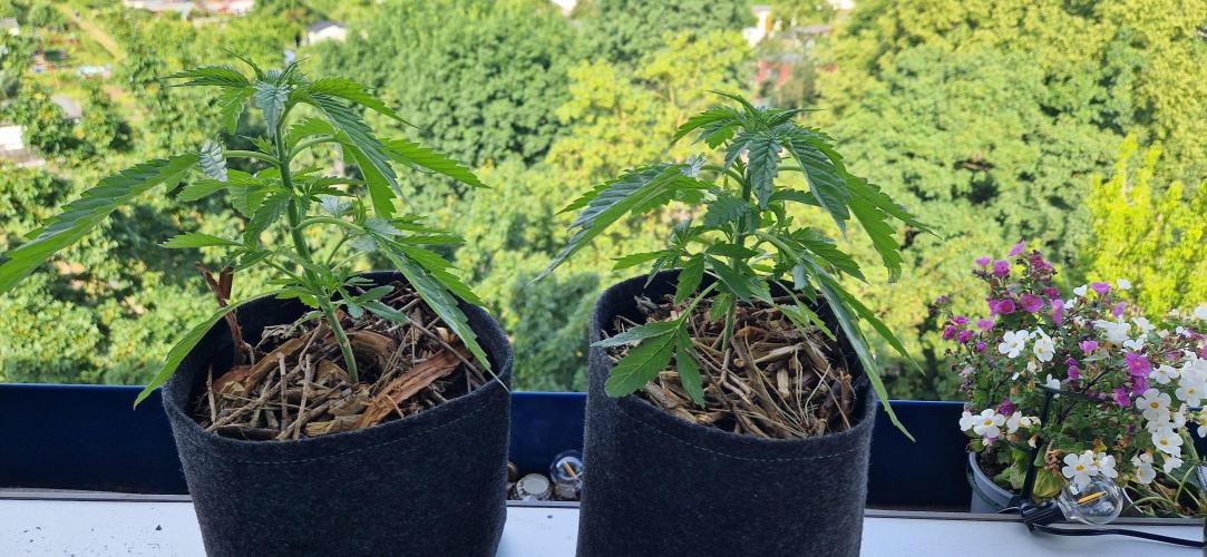 Strawberry Kush Outdoor 26. Week 5 - D31 Pheno 2+3