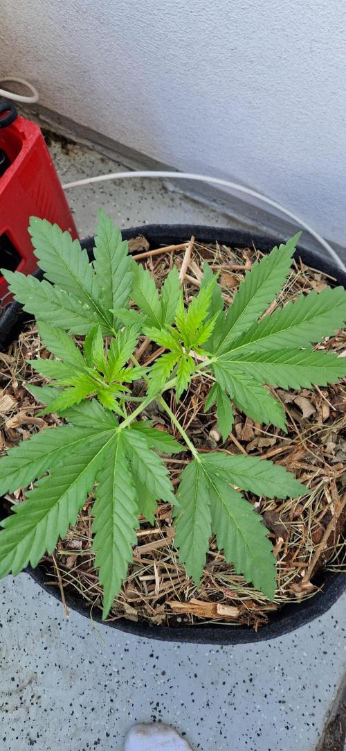Strawberry Kush Outdoor 26. Week 5 - 12. 06 D33 Pheno 1