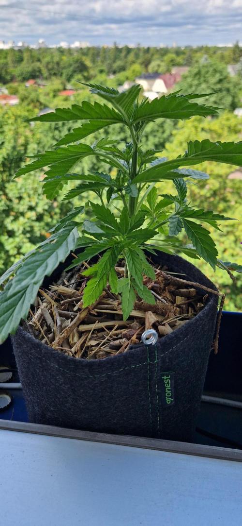 Strawberry Kush Outdoor 26. Week 5 - D33 Pheno 3