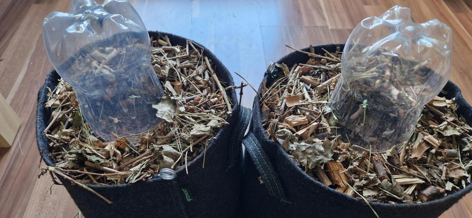 Sensi Seeds Breeding Grounds Auto 26. Week 1 - 12.06 D1