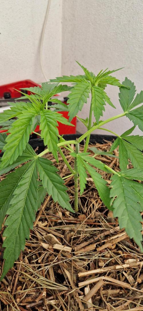 Strawberry Kush Outdoor 26. Week 6 - 15.06 D36
