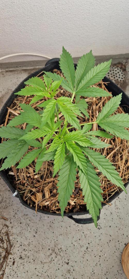 Coco Professional Plus. Week 6
