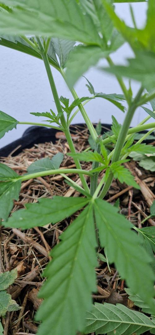 Strawberry Kush Outdoor 26. Week 6 - D38
