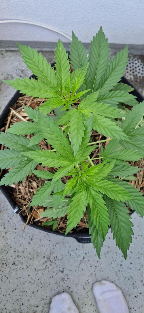 Coco Professional Plus. Week 6