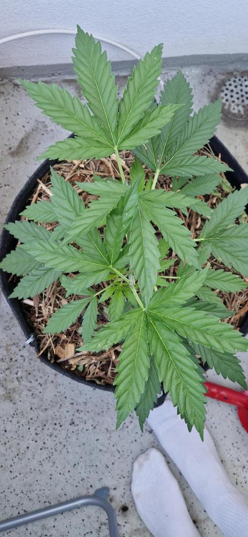 Strawberry Kush Outdoor 26. Week 6 - 19.06 D40