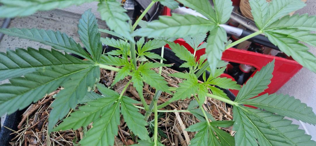 Strawberry Kush Outdoor 26. Week 6 - D40 topped again 