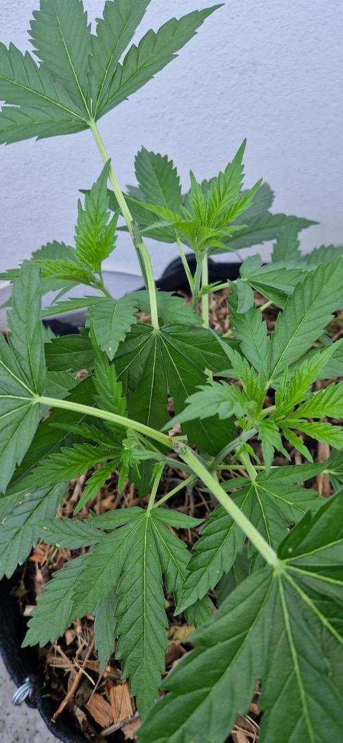 Strawberry Kush Outdoor 26. Week 7 - D43