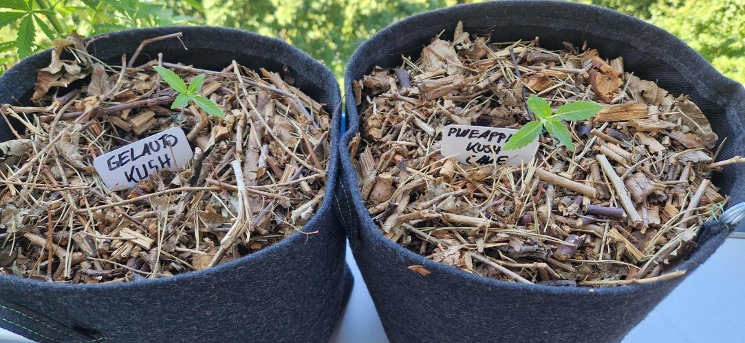 Sensi Seeds Breeding Grounds Auto 26. Week 2 - D11 22.06
