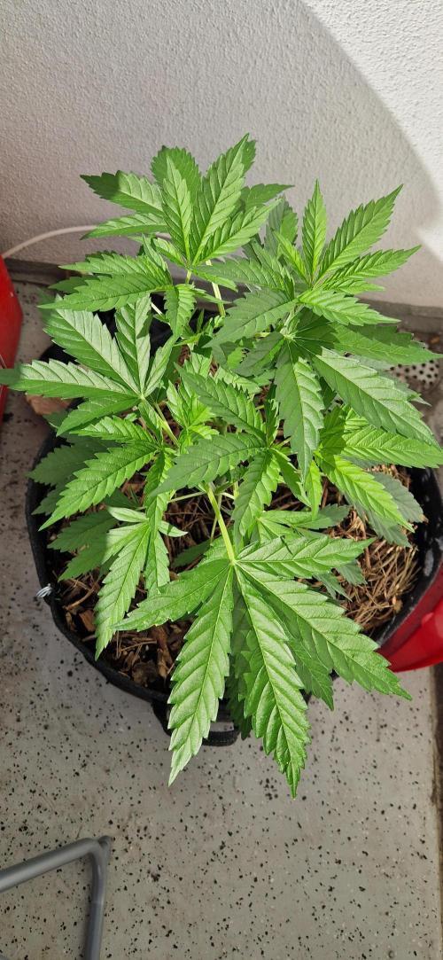Strawberry Kush Outdoor 26. Week 7 - D45 24.06