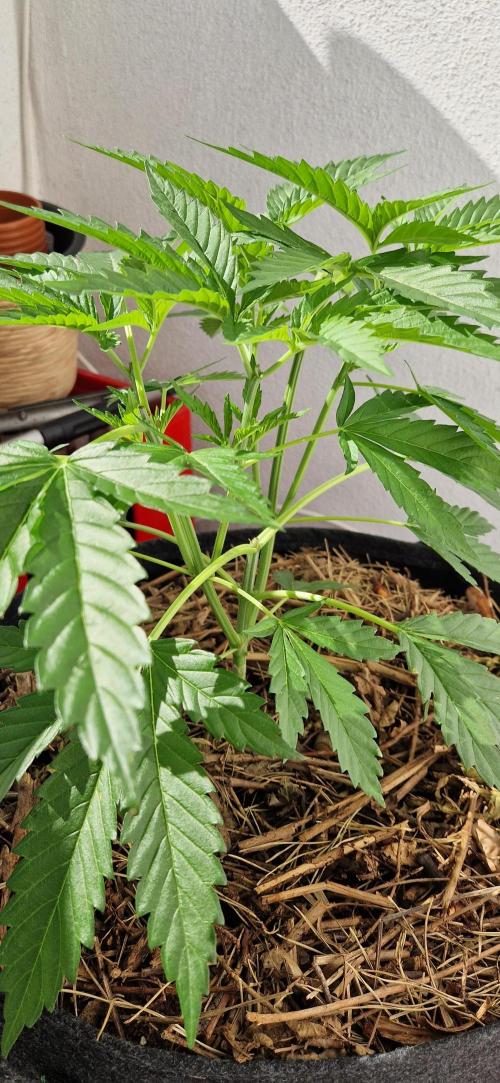 Coco Professional Plus. Week 7