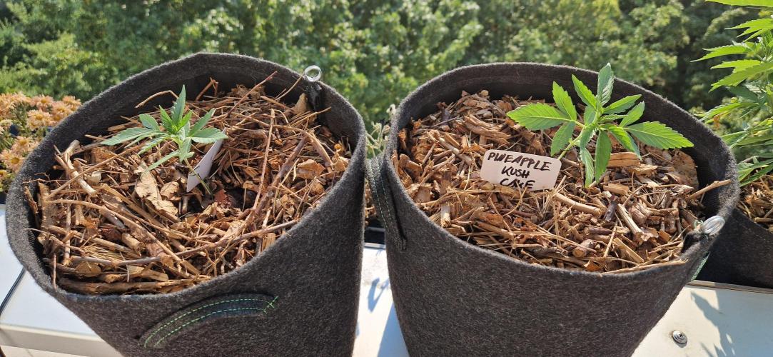 Sensi Seeds Breeding Grounds Auto 26. Week 3 - D17 28.06