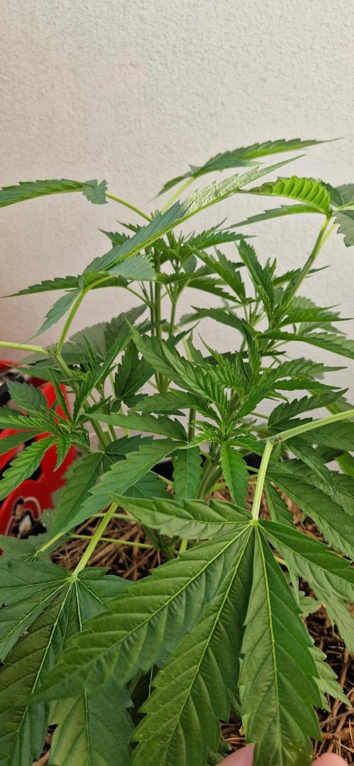 Strawberry Kush Outdoor 26. Week 7 - D49 28.06
