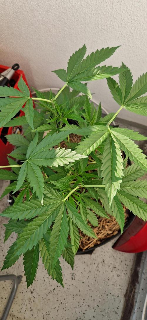 Coco Professional Plus. Week 7