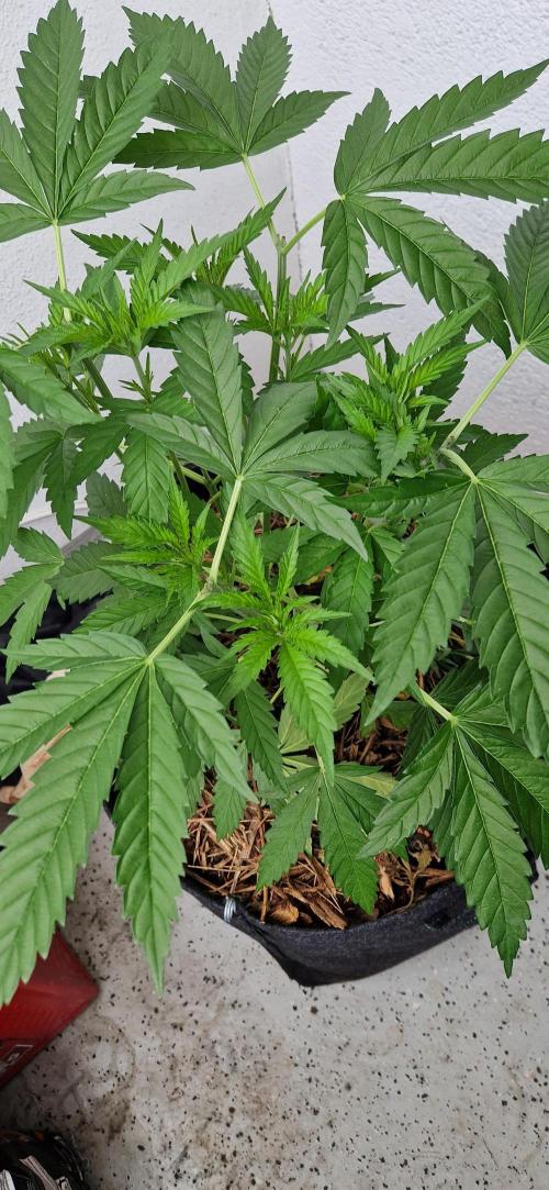 Strawberry Kush Outdoor 26. Week 8 - D50
