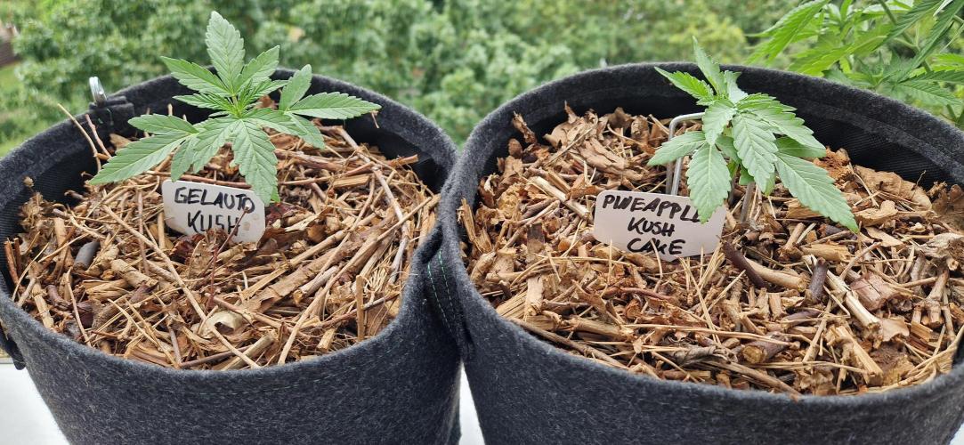 Sensi Seeds Breeding Grounds Auto 26. Week 3 - D20 30.06