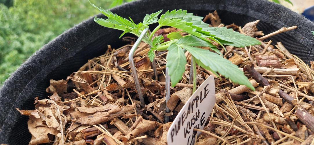 Sensi Seeds Breeding Grounds Auto 26. Week 3 - D20