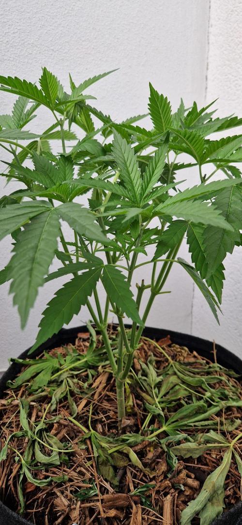 Strawberry Kush Outdoor 26. Week 8 - D53 01.07