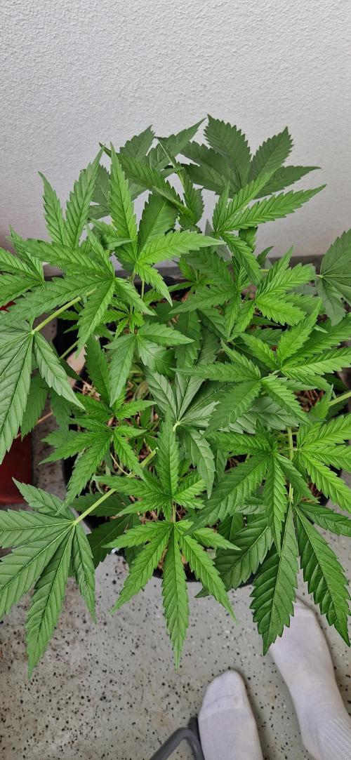 Coco Professional Plus. Week 8