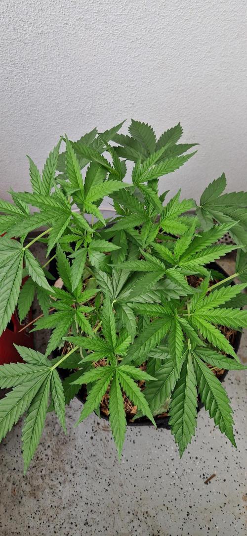 Coco Professional Plus. Week 8