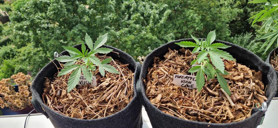 Sensi Seeds Breeding Grounds Auto 26. Week 3 - D21 02.07