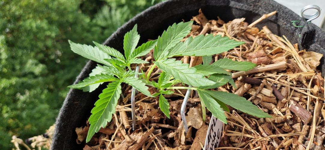 Sensi Seeds Breeding Grounds Auto 26. Week 3 - D21