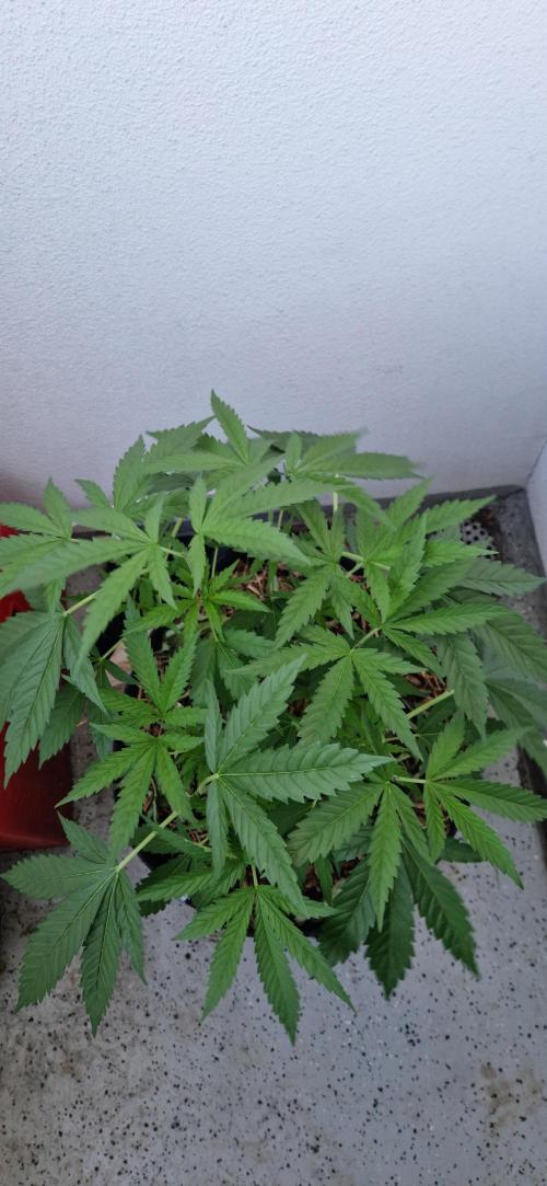 Coco Professional Plus. Week 8
