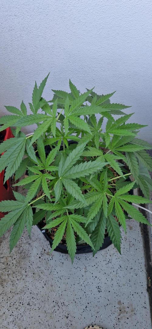Coco Professional Plus. Week 8