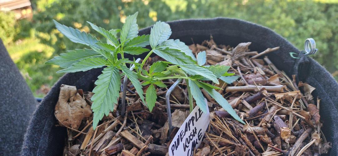 Sensi Seeds Breeding Grounds Auto 26. Week 4 - D22