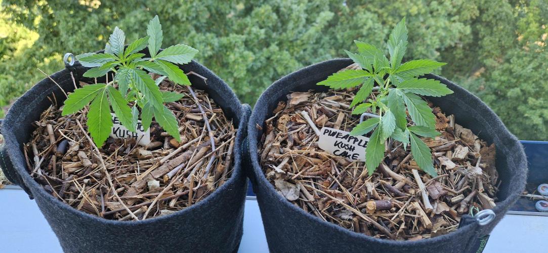 Sensi Seeds Breeding Grounds Auto 26. Week 4 - D22 03.07