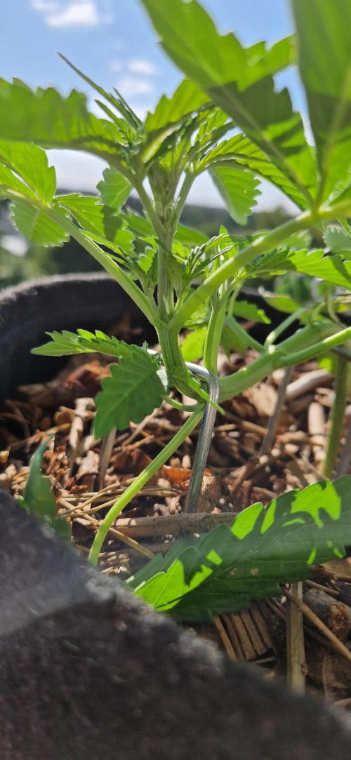 Sensi Seeds Breeding Grounds Auto 26. Week 4 - D27 08.07 signs of preflower
