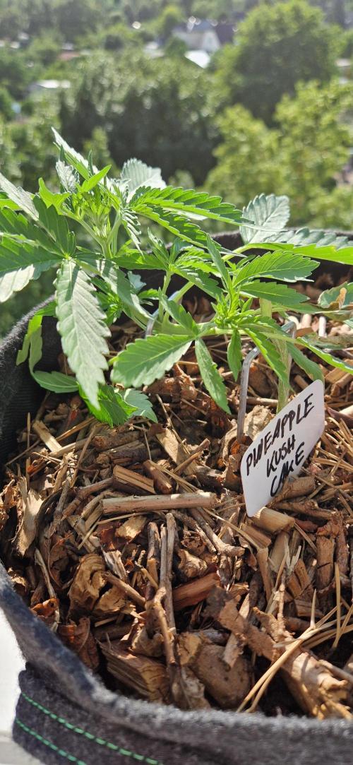 Sensi Seeds Breeding Grounds Auto 26. Week 4 - D27