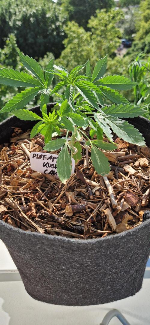 Sensi Seeds Breeding Grounds Auto 26. Week 4 - D27