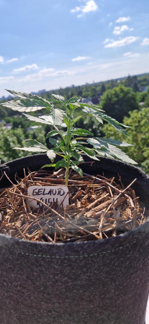 Sensi Seeds Breeding Grounds Auto 26. Week 4 - D27
