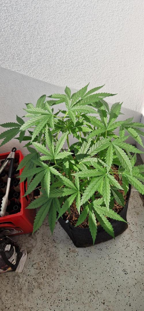 Coco Professional Plus. Week 9