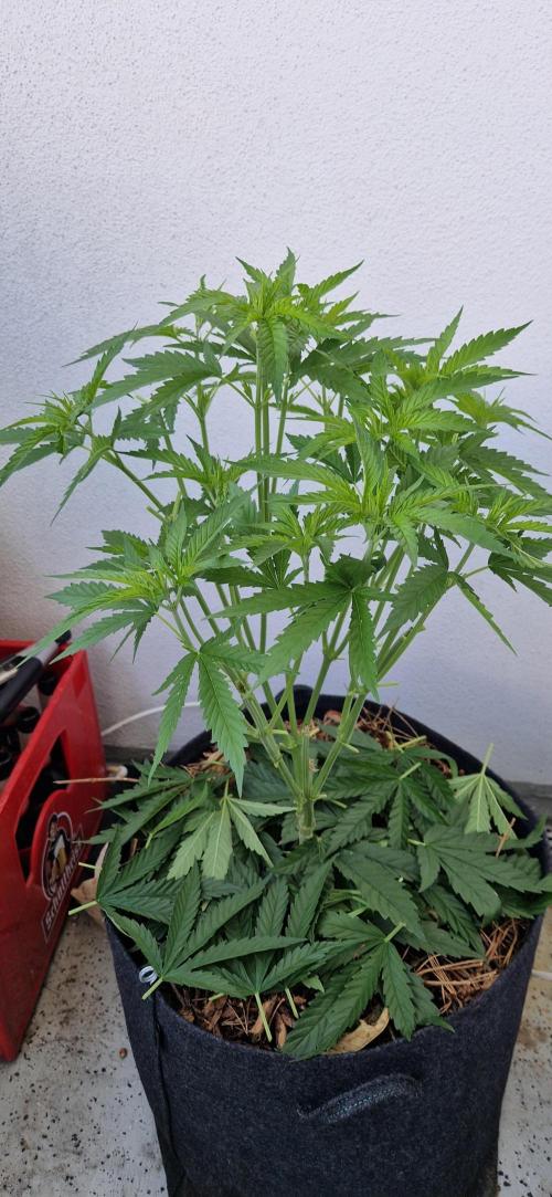 Strawberry Kush Outdoor 26. Week 9 - Day 62 11.07