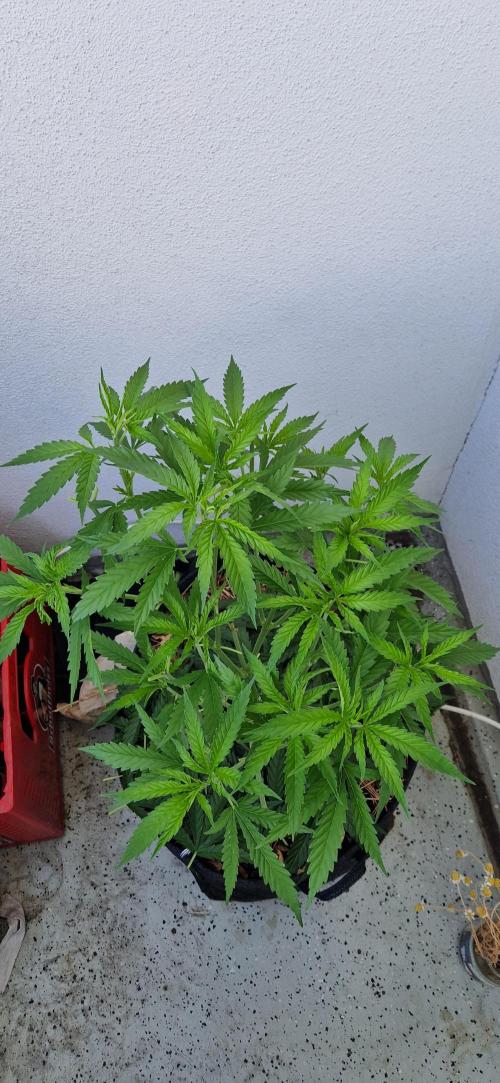 Coco Professional Plus. Week 9