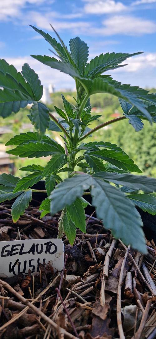 Sensi Seeds Breeding Grounds Auto 26. Week 5 - D30