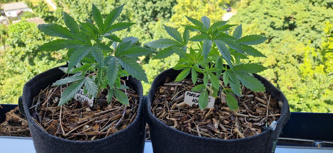 Sensi Seeds Breeding Grounds Auto 26. Week 5 - D30