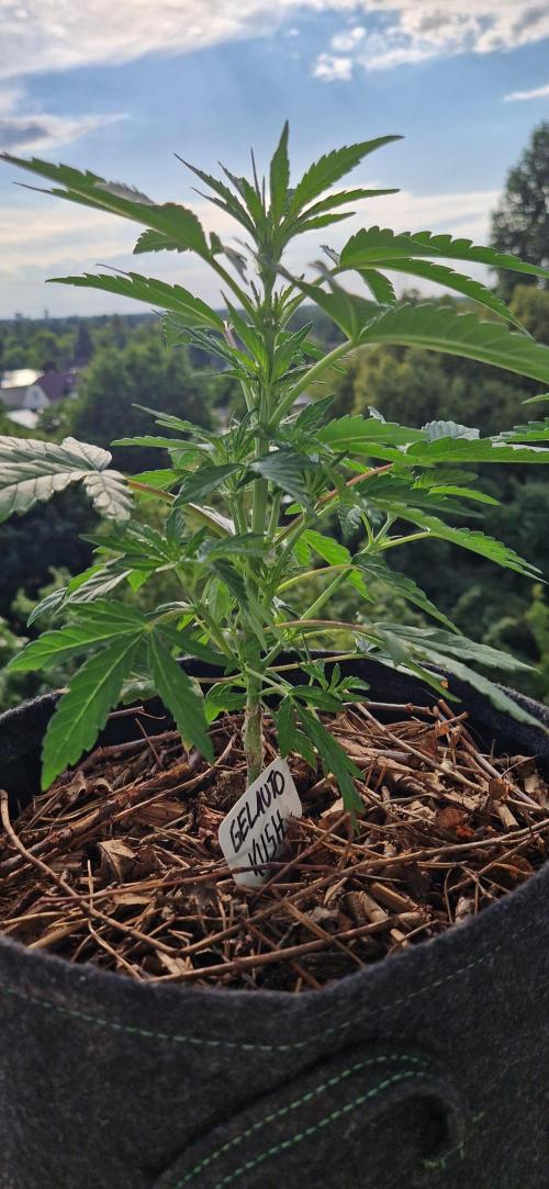 Sensi Seeds Breeding Grounds Auto 26. Week 5 - D33 14.07